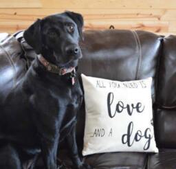 All You Need Is Love & A Dog Hand-Painted Pillow, Lover Gift - thumbnail 3