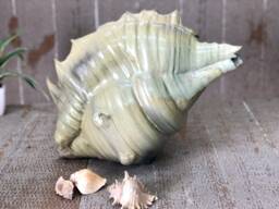 Pottery Seashell - Ceramic Sculpture