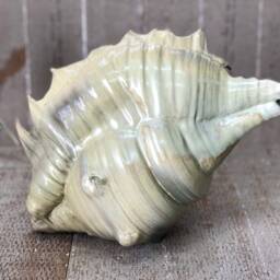 Pottery Seashell - Ceramic Sculpture - thumbnail 4