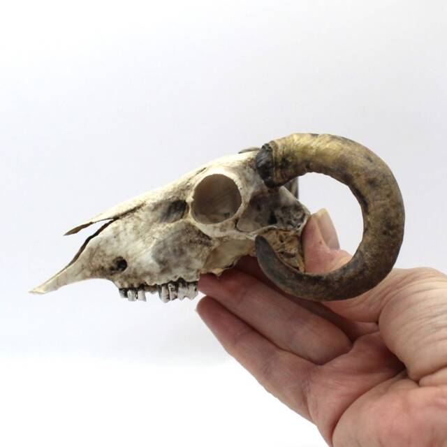 Hand-Painted Resin Ram Skull Macabre Pagan Gothic Decor - image 1