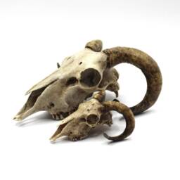 Hand-Painted Resin Ram Skull Macabre Pagan Gothic Decor - thumbnail 3