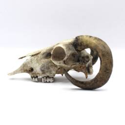 Hand-Painted Resin Ram Skull Macabre Pagan Gothic Decor - thumbnail 2