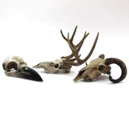 Hand-Painted Resin Ram Skull Macabre Pagan Gothic Decor - thumbnail 4