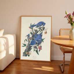 John James Audubon - Blue Jay - Vintage Art Wall Housewarming Present Gift Giclee - thumbnail 1