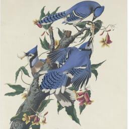 John James Audubon - Blue Jay - Vintage Art Wall Housewarming Present Gift Giclee - thumbnail 3