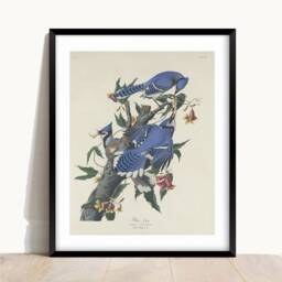 John James Audubon - Blue Jay - Vintage Art Wall Housewarming Present Gift Giclee - thumbnail 2
