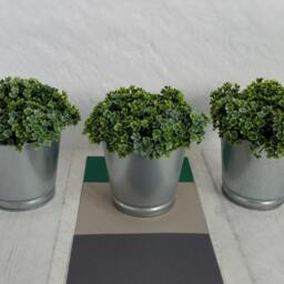Faux Mind-Your-Own-Business Plant, Artificial Green Plant in Galvanized Pot, Soleirolia Soleirolii - thumbnail 3