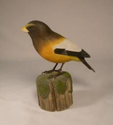Evening Grosbeak Wooden Carved Bird Carving Sculpture