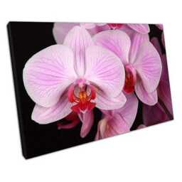 Elegant Pink Orchid Canvas Wall Art Ready-To-Hang Floral Decor For Home, Office, Living Room & Bedroom - thumbnail 1