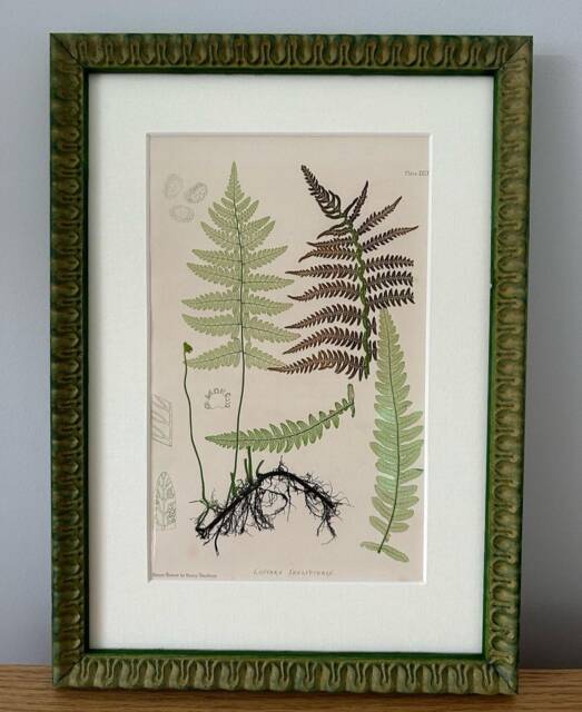 Antique Henry Bradbury Fern Print, Handmade Green Frame