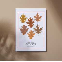 Northern Red Oak Leaf Print Botanical Wall Art - Digital Download - thumbnail 3
