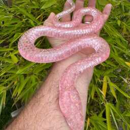 Snakes Large Selection Of Resin Reptiles Wall Art, Model, Vivarium Decoration, Gift, Free P&p - thumbnail 2