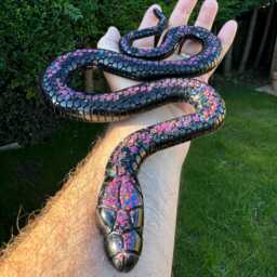 Snakes Large Selection Of Resin Reptiles Wall Art, Model, Vivarium Decoration, Gift, Free P&p