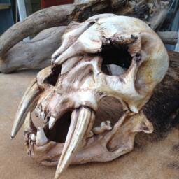 Barbarian Skull Helmet Conan Style Mask, Halloween Costume Prop - thumbnail 3