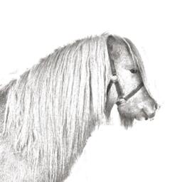 Shetland Pony - Wooden Stand For Candles/Pens With The Image Of A Horse New Collection - thumbnail 2
