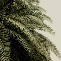 3D Palm Leaf Wallpaper Mural, Tropical Green Wall Decor, Peel & Stick - thumbnail 3