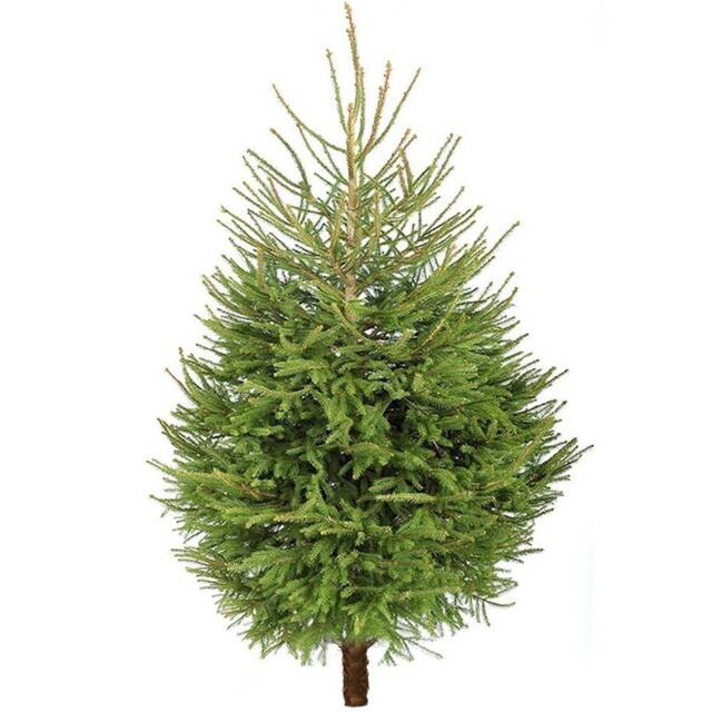 Pre-Order Norway Spruce Fresh Cut Christmas Tree - Real Live Seasonal Xmas - image 1
