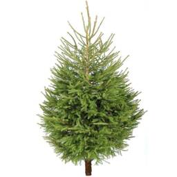 Pre-Order Norway Spruce Fresh Cut Christmas Tree - Real Live Seasonal Xmas - thumbnail 1