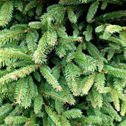 Pre-Order Norway Spruce Fresh Cut Christmas Tree - Real Live Seasonal Xmas - thumbnail 2