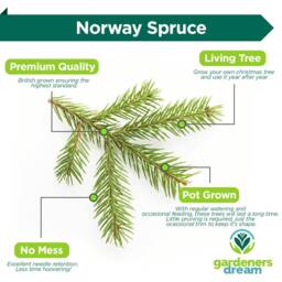 Pre-Order Norway Spruce Fresh Cut Christmas Tree - Real Live Seasonal Xmas - thumbnail 3