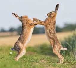 Hares - Boxing Bronze Sculpture - Large - thumbnail 3