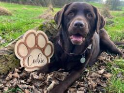 Personalised Paw Print Sign Laser Engraved Wood Pet Name Plaque - thumbnail 1