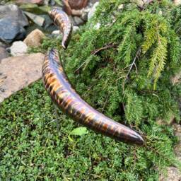 Bronze Sculpture Garden Fish Handmade Welded Metal Art Patina Outdoor Garden Decor - thumbnail 2