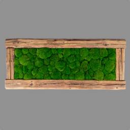 Picture Of The Pincushion Moss in An Old Wood Frame - thumbnail 3