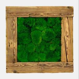 Picture Of The Pincushion Moss in An Old Wood Frame - thumbnail 1