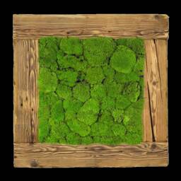 Picture Of The Pincushion Moss in An Old Wood Frame - thumbnail 2