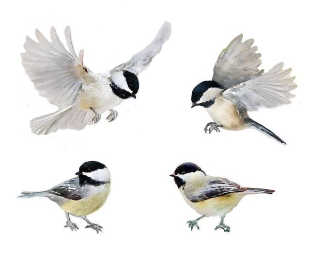 Set 4 Wall Decals Birds, Black-Capped Chickadees, Get Well Gift, Sticker, Fabric Decal, Nursery, Watercolor Bird