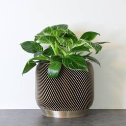 "Sierra Planter With Drainage & Saucer in Champagne Bronze, Unique 3D-Printed Plant Pot, Small To Large Sizes 4"" 5"" 6"" 7"" 8" - thumbnail 3