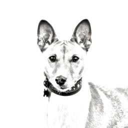 Basenji - Wooden Stand For Candles/Pens With The Image Of A Dog New Collection - thumbnail 2