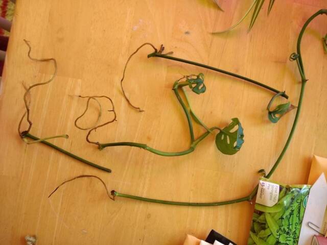 Swiss Cheese Vine, Monstera Adansonii Cuttings - image 1