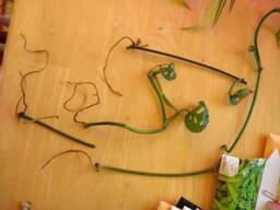 Swiss Cheese Vine, Monstera Adansonii Cuttings - thumbnail 1