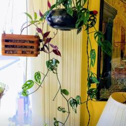 Swiss Cheese Vine, Monstera Adansonii Cuttings - thumbnail 2