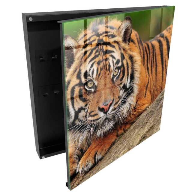 Tiger Resting Key Cabinet For Home, Orange Box Wall, Photographic Animals, Wildlife Lovers - image 1