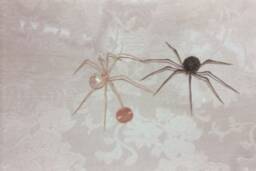 Black Glitter Spider - thumbnail 4