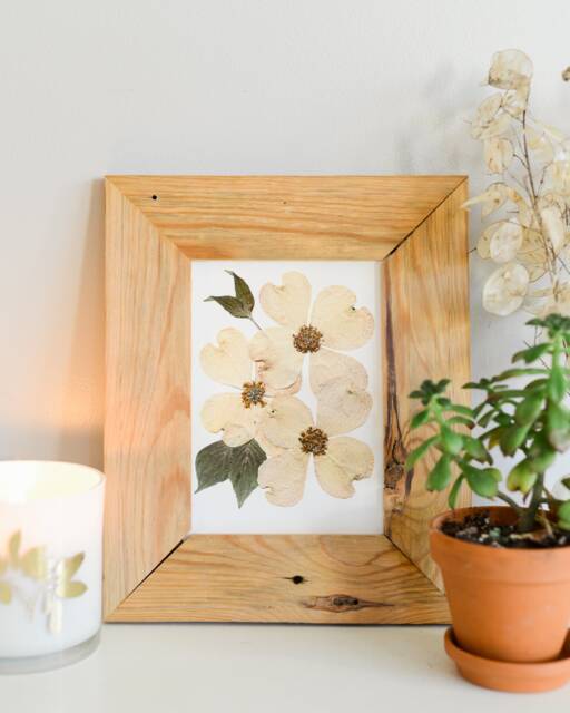 White Flowering Dogwood, Va , Nc State Flower - Print Reproduction Artwork Of Pressed Flowers 100% Cotton Rag Paper Botanical - image 1