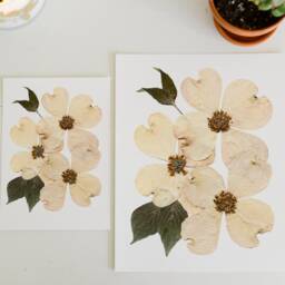 White Flowering Dogwood, Va , Nc State Flower - Print Reproduction Artwork Of Pressed Flowers 100% Cotton Rag Paper Botanical - thumbnail 3