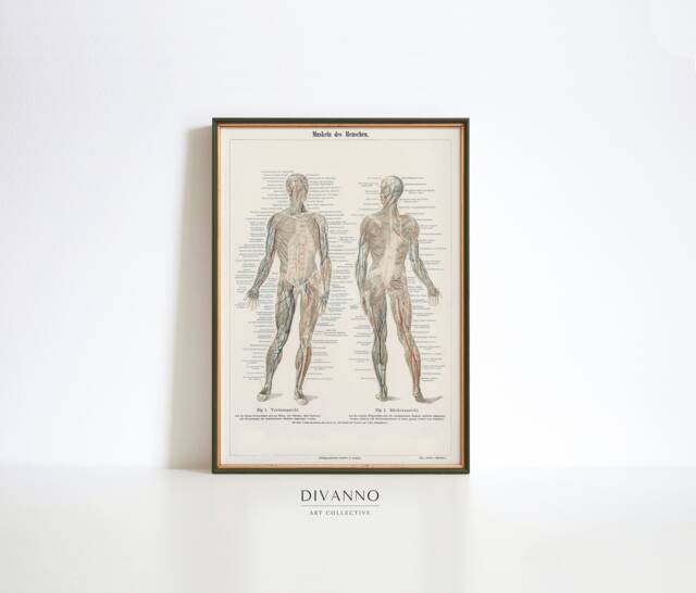 Human Body Poster, Musculature System Encyclopedia Print, Home Schooling Wall Art, Anatomy Chart Canvas, Medical Classroom Decor - image 1
