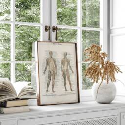 Human Body Poster, Musculature System Encyclopedia Print, Home Schooling Wall Art, Anatomy Chart Canvas, Medical Classroom Decor - thumbnail 3