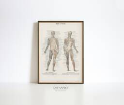 Human Body Poster, Musculature System Encyclopedia Print, Home Schooling Wall Art, Anatomy Chart Canvas, Medical Classroom Decor - thumbnail 1