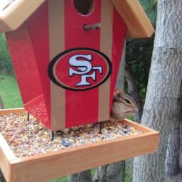 San Francisco 49Ers Bird Feeder - thumbnail 2