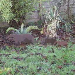Rusty Metal Badger Family, Garden Decoration, Steel Anniversary Gift - thumbnail 2