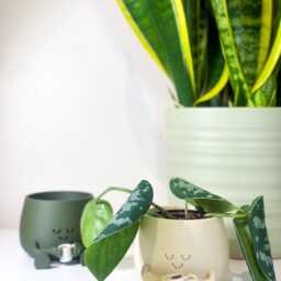 Happy Face Tea Planter Cute Plant Pot, Lover Gift, Mug Pot - Fun Modern Home Decor - thumbnail 3