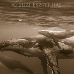 Humpback Whale Sepia Nursery Art Print Baby Animal Photo - thumbnail 2