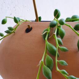 Ceramic Hanging Planter, Terracotta Plant Pot For Live House Plants - Us Shipping Includes All Taxes - thumbnail 2