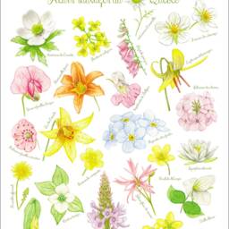 Quebec Wild Flowers Art Print/Abc Poster Flowers Spring Art - Fleurs Sauvages Du Qu??bec Affiche Fleurs - thumbnail 2