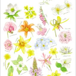 Quebec Wild Flowers Art Print/Abc Poster Flowers Spring Art - Fleurs Sauvages Du Qu??bec Affiche Fleurs - thumbnail 3